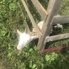 ヤギ🐐