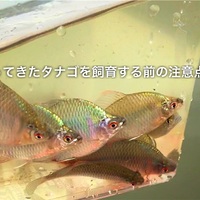 タナゴ飼育方法まとめ水槽の選び方や餌 混泳相手まで詳しく解説 たなごgo