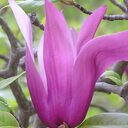 コンピュータから見た精神医学　LogicalPsychiatryXの日記