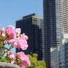 【GW】水とDIVAの都(？)・大阪をふらっと観光