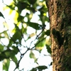 チャバラキバシリ Brown-throated Treecreeper