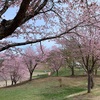 桜の花びら散る