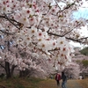 【秩父】官ノ倉山～虎山の千本桜　花盛りの東秩父をめぐる