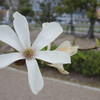 緑花公園には花がいっぱい