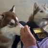 2025年4月25日🐾 今日のマヤ暦