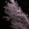  調布 野川の夜桜 (2) 水彩