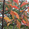 黄色い落ち葉、山茶花の赤い花びらと後なって黄色い雄しべ