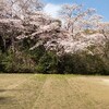 日赤受診とお花見🌸　