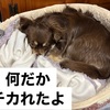 雨です