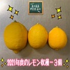 森バナ農園2021Vol.54『レモン収穫(2/20)』