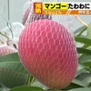 糖度16度　完熟マンゴー　熊本・天草市で収穫始まる