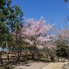 根上山の「大漁桜」