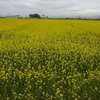 菜の花畑に誘われて