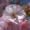 インドアお花見