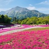 芝桜 / 羊山公園