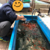 金魚すくいに行きました！