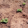 ジャガイモ発芽開始、レタス定植