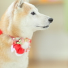 シャンプーの日