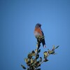 チャカタルリツグミ(Western Bluebird)