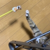 猫にゃん棒。