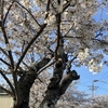 ざわつく気持ちは花見で解消