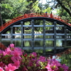 卯の花ってどんな花？【住吉大社】