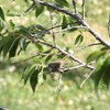 マミジロヤブムシクイ(White-browed Scrubwren)