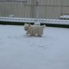 4年ぶりの大雪