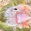 ウロコインコ ここる成長記【15日目】経験値をひたすら増やす