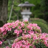 兼六園のサツキ（前編）