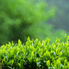 4月20日　月