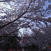 日本橋の桜が満開