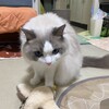 夜、居間で一緒に過ごしてくれたふくちゃん