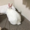 うさぎさんの構って欲しい背中