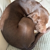脱臭機導入！（犬猫臭対策としての次亜塩素酸に期待）
