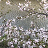 二羽の茶色い鴨(上)と 散る桜20250415