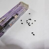ニゲラの生育過程