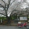 篠原国幹の桜