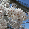 今年の桜、我が家の春