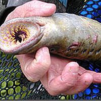 ヤツメウナギとは 動植物の人気 最新記事を集めました はてな