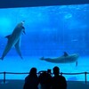 癒しと学びの贅沢時間・名古屋港水族館で一日まったり！
