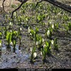 ４月５日（土）お天気も宜しく、家にばかり居たので我慢し切れず福島へ遊びに行く