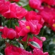 吉野工芸の里シャクヤク園