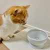 【猫学】猫が水を飲まない…その理由と対策、わがやの事例をまとめました。