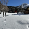 雪中を駆け回る犬のような気持ちを病み上がりでも忘れない日記