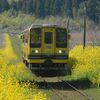 菜の花満開、いすみ鉄道