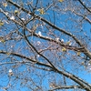 桜が咲いていた