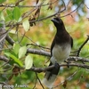 ピントが良く合う Brown Jay （ブラウン　ジェイ） 