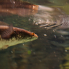 チャンナ・アウロフラメア Channa auroflammea