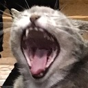 眠たい熊の巣穴